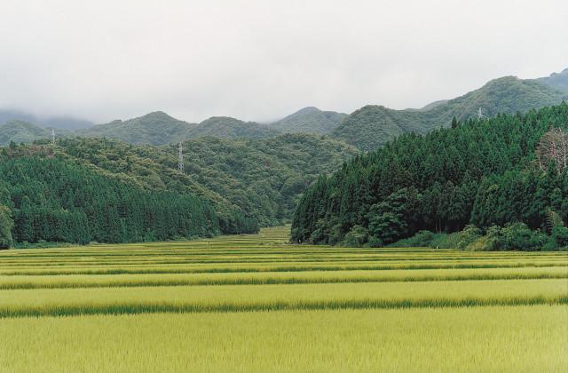 &Icirc;le de Sado-shima. Japon. 1997