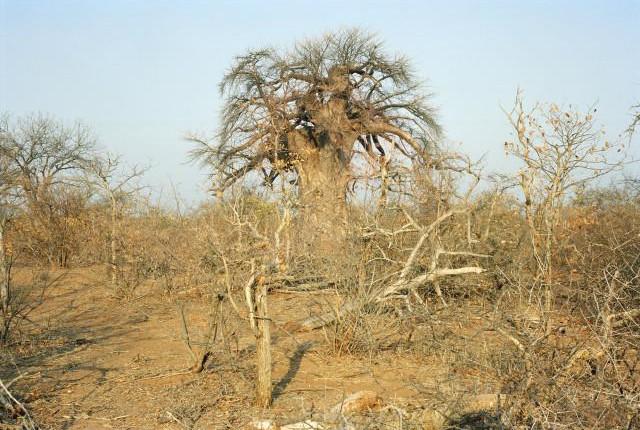 Afrique du Sud. 2012.