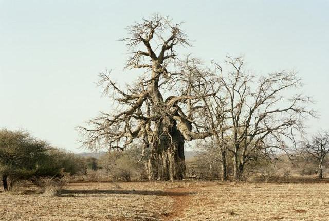 Afrique du Sud. 2012.