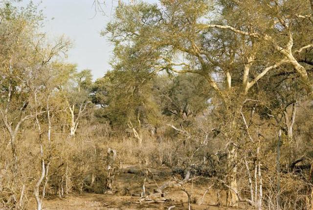 Afrique du Sud. 2012.