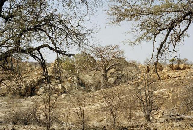 Limpopo, Afrique du Sud. 2012.