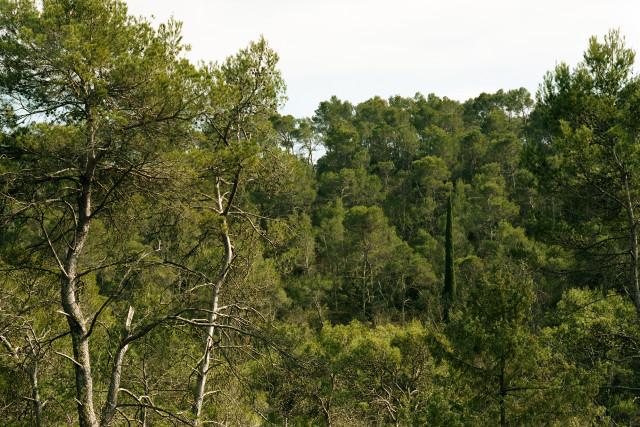 Environs de Tourtour, Provence-Alpes-C&ocirc;te d'Azur. 2016