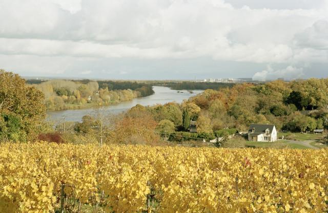 Candes-Saint-Martin, Indre-et-Loire. Centre-Val de Loire. 2010