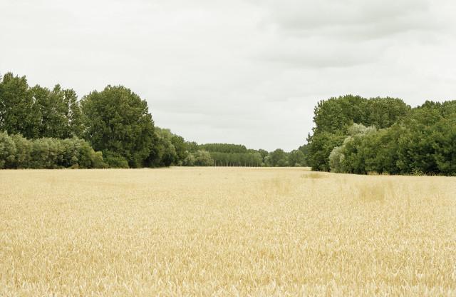 Entre Azay-le-Rideau et Chinon, Indre-et-Loire. Centre-Val de Loire. 2004