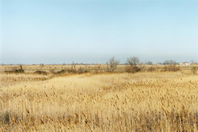 Marais de la Grand Mar, Arles. 2013