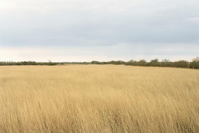 Palunette, Arles. 2013