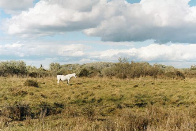 Route de Fangassier, Arles. 2013