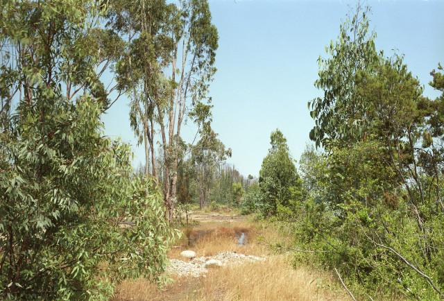 C&ocirc;te orientale, Corse. 1994