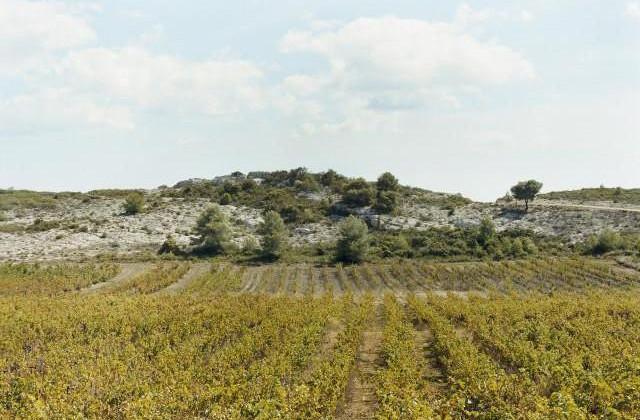 Terres de l'Abbaye de Valmagne, Occitanie. 2006